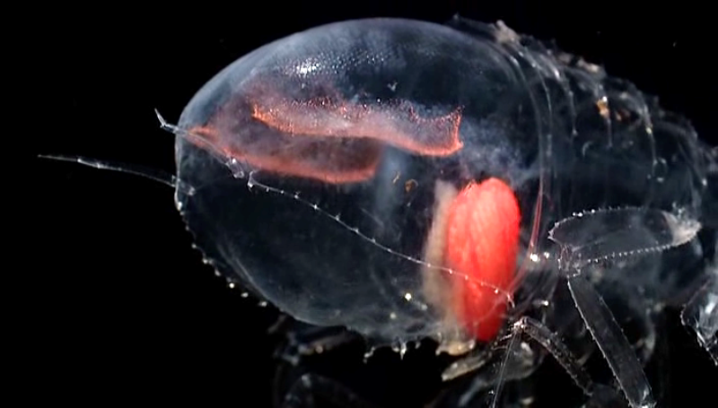 transparency amphipod or crustaceans