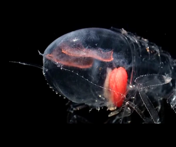 Abissais: Anfípode Transparente, Phronima sp.