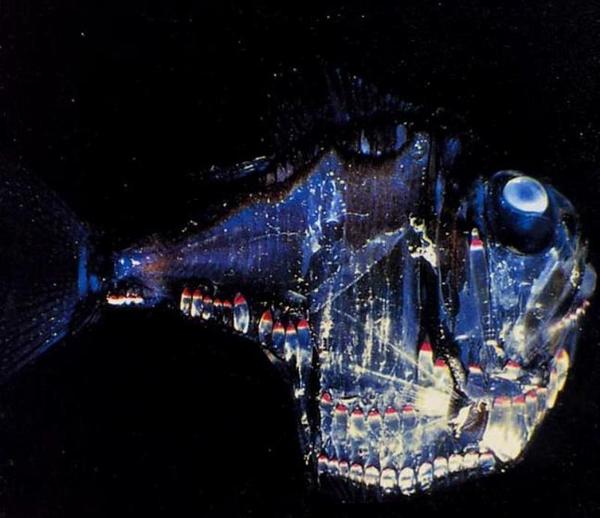 Abissais: Peixe-Machado Prateado, Argyropelecus hemigymnus