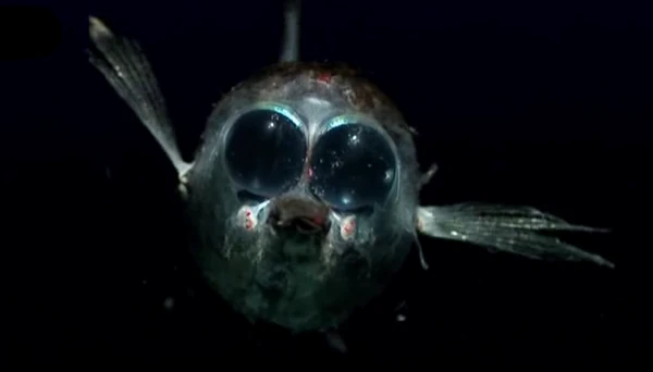 Abissais: Peixe Binocular, Winteria telescopa