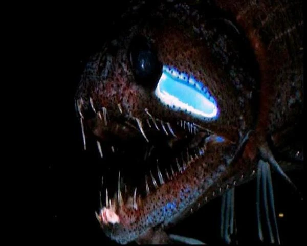 Abissais: Peixe-Dragão, Idiacanthus atlanticus