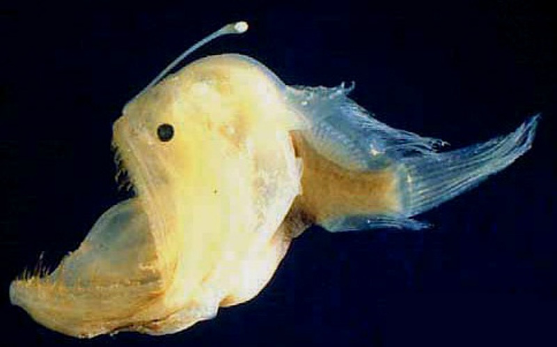 fish lantern bioluminescence