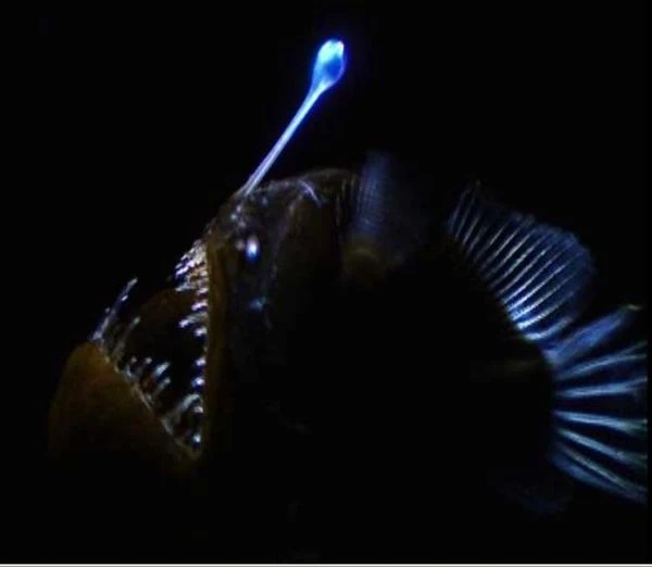 Abissais: Peixe-Pescador Barbudinho, Melanocetus johnsonii