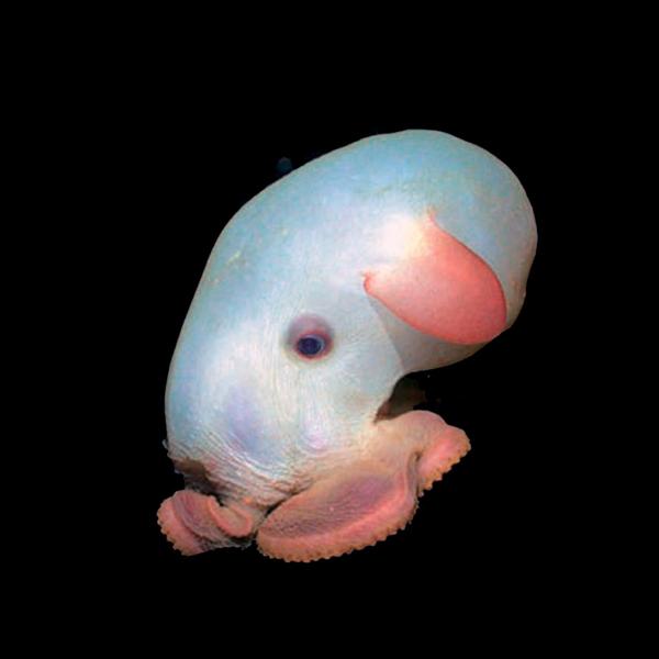 Abissais: Polvo Dumbo, Grimpoteuthis