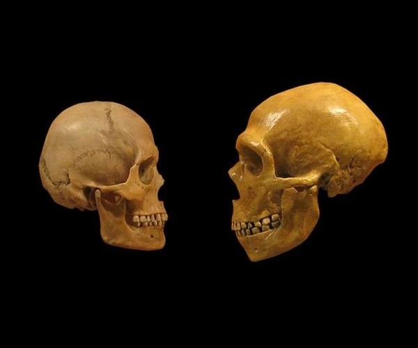Comparison: skulls of modern man and Neanderthal man