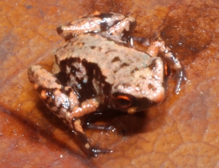 The smallest frog in the world (Paedophryne amauensis)