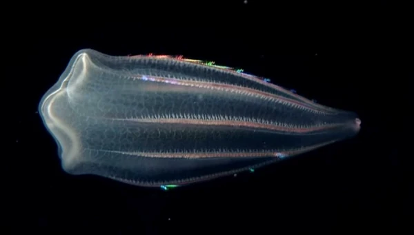 Abissais: Medusa Transparente, Atolla wyvillei