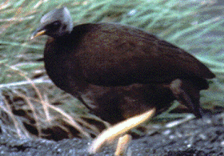Megapode, bird of New Guinea