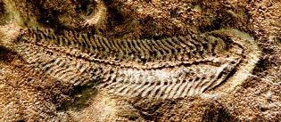 Spriggina floundersi, dans lequel on a vu un ancêtre des trilobites