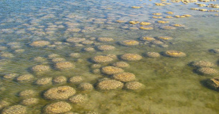 Stromatolites formation of cyanobacteria