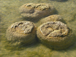 stromatolithes, empilements fossiles de cyanobactéries