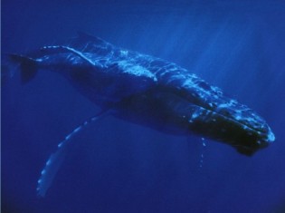 baleine bleue espèce en danger