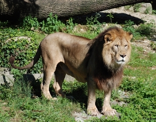 lion de l'atlas (algérie, maroc)