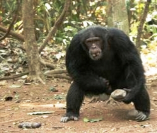 Bonobo llevando comida