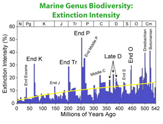 Biodiversity during the Phanerozoic