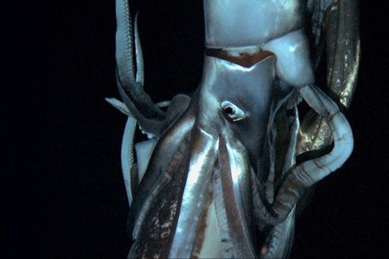 calamar gigante o calamar colosal