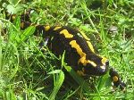 Regeneración de órganos en la salamandra